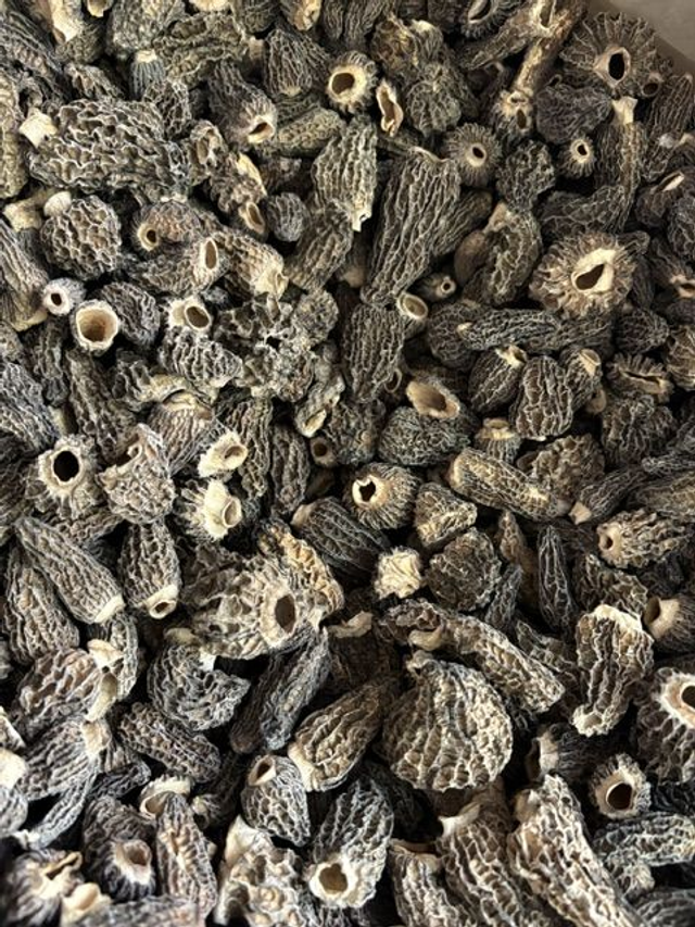 Morilles séchées extra 20g colis de 12 boîtes