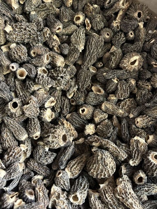 Morilles séchées extra 20g colis de 12 boîtes